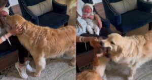 Golden Retriever incontrano per la prima volta la loro sorellina umana (VIDEO)