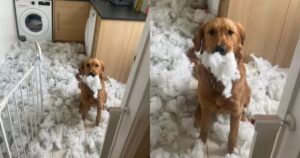 Cucciolo di Golden Retriever mostra con orgoglio il suo “trofeo” dopo aver distrutto l’imbottitura del materasso