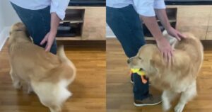 La felicità del Golden Retriever nel rivedere suo nonno è davvero emozionante (VIDEO)