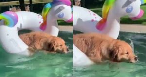 Golden Retriever trasforma il suo bagno in un’esperienza magica con un galleggiante a forma di unicorno (VIDEO)
