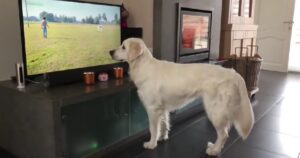Golden Retriever reagisce in modo buffo quando vede un altro cane correre in Tv (VIDEO)