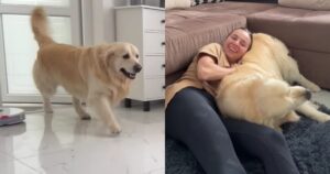 Golden Retriever reagisce in modo esilarante quando la sua proprietaria occupa il suo letto (VIDEO)