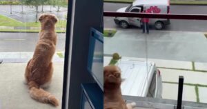 Golden Retriever ha una reazione bellissima quando vede un dipendente dell’asilo per cani (VIDEO)