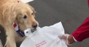 Golden Retriever ripreso mentre consegna l’ordine direttamente al cliente (VIDEO)