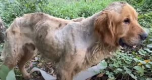 Golden Retriever salvato in condizioni spaventose adesso ha avuto una trasformazione miracolosa (VIDEO)