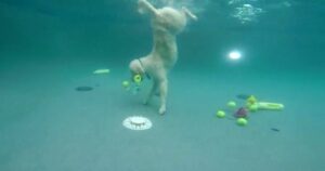 Golden Retriever si tuffano in acqua alla ricerca di giocattoli (VIDEO)