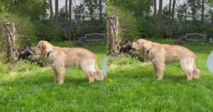 La risposta del cucciolo di Golden Retriever alla prima volta che sente le sirene è esilarante (VIDEO)