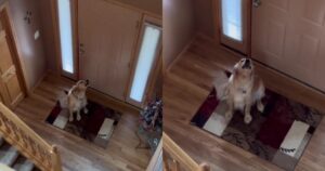 Golden Retriever  si rende conto di non essere solo in casa ecco la sua reazione (VIDEO)