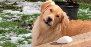 Golden Retriever viene sorpreso a fare una cosa esilarante: la sua reazione è davvero unica (VIDEO)