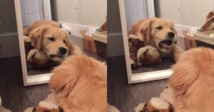 La reazione del Golden Retriever quando si guarda allo specchio è esilarante (VIDEO)