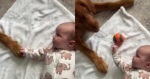 Golden Retriever tenta di giocare a palla con il bambino e il filmato è commovente (VIDEO)