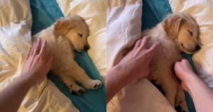 Goose il Golden Retriever si rifiuta di svegliarsi nonostante la sveglia (VIDEO)