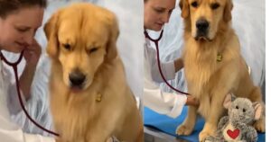 Golden Retriever abbraccia un orsacchiotto in ospedale per paura quando non ha nessuno accanto