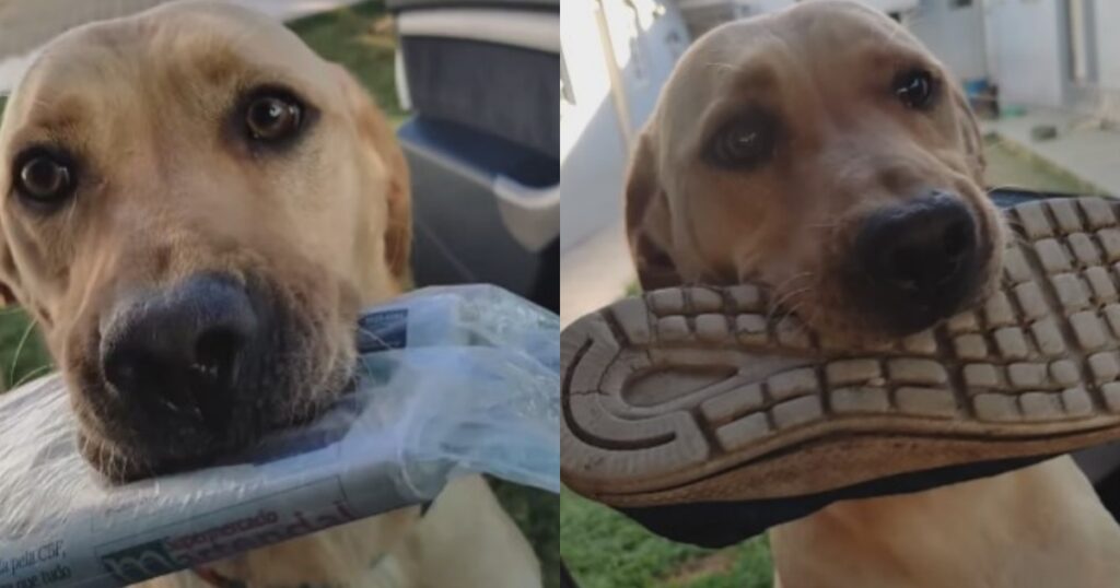 La dolce follia dello Shih Tzu Un divertente video mostra il cane che gira per casa con una