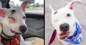 Cagnolino picchiato in maniera così brutale da fargli perdere l’occhio e parte della mascella. Ora sta vivendo la sua vita migliore