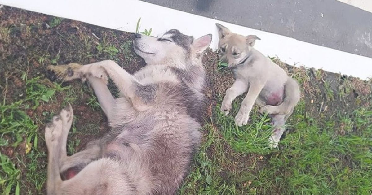 Cucciolo si prende cura della madre