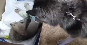 Cucciolo coraggioso grida aiuto: nonostante le tre zampe rotte, si preoccupa solo per mamma (VIDEO)