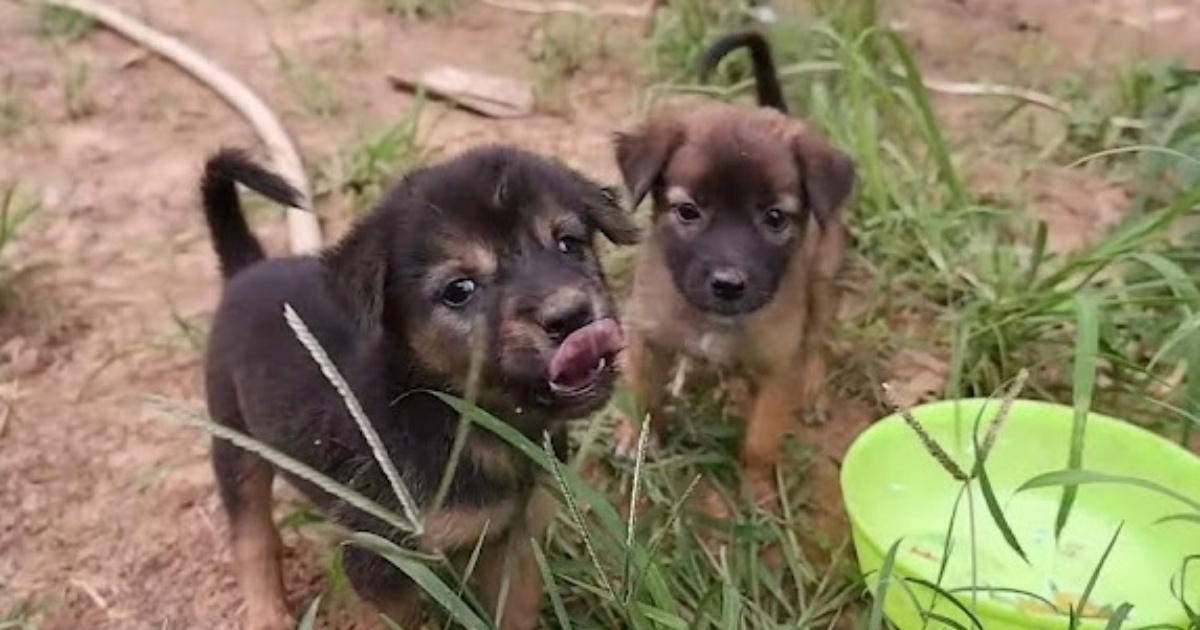 cuccioli