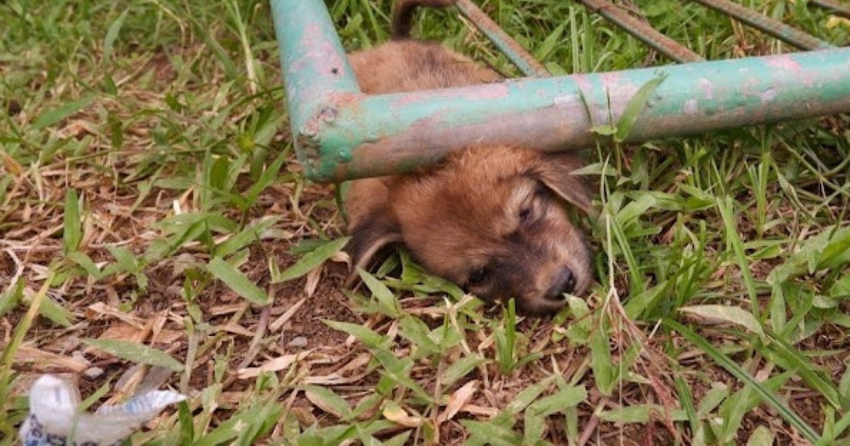 cucciolo in pericolo