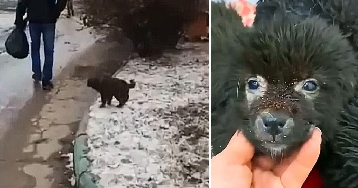 Cucciolo di cane implora passanti