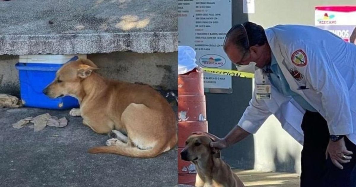 Cane viene adottato da un medico