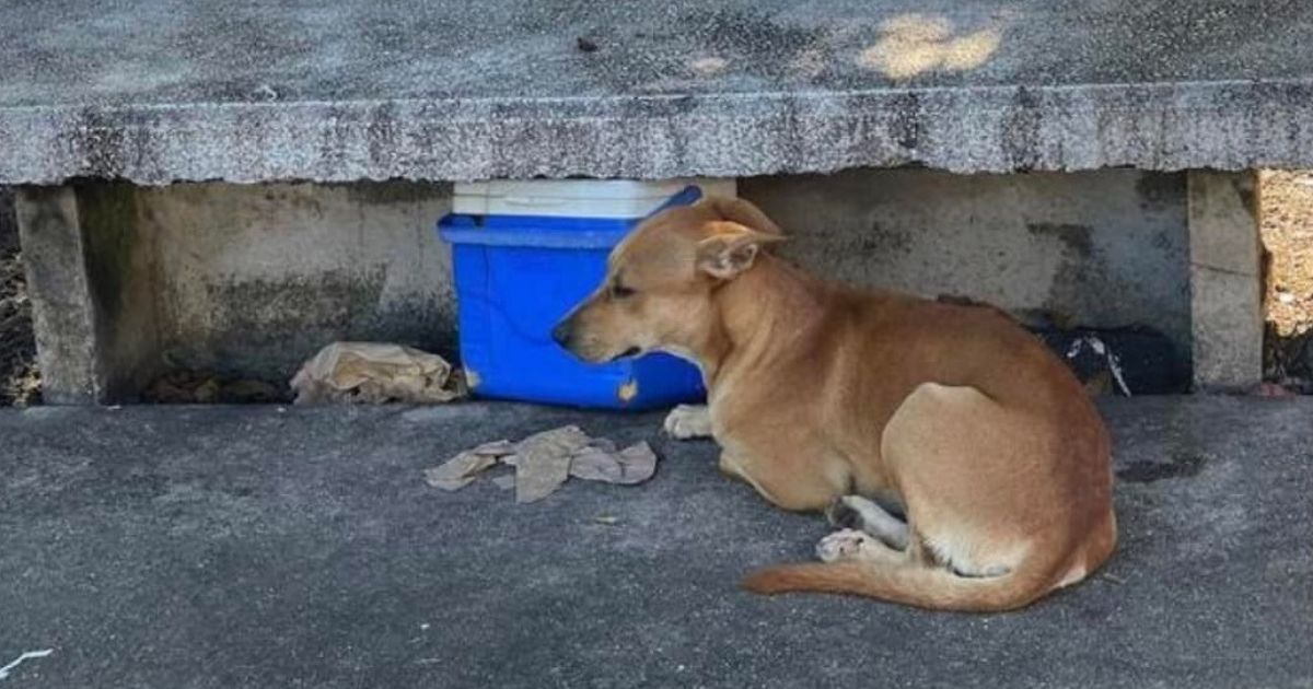 Cane sul ciglio della strada