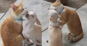Gattino abbandonato non smette di abbracciare e baciare il cane che lo ha adottato per sempre