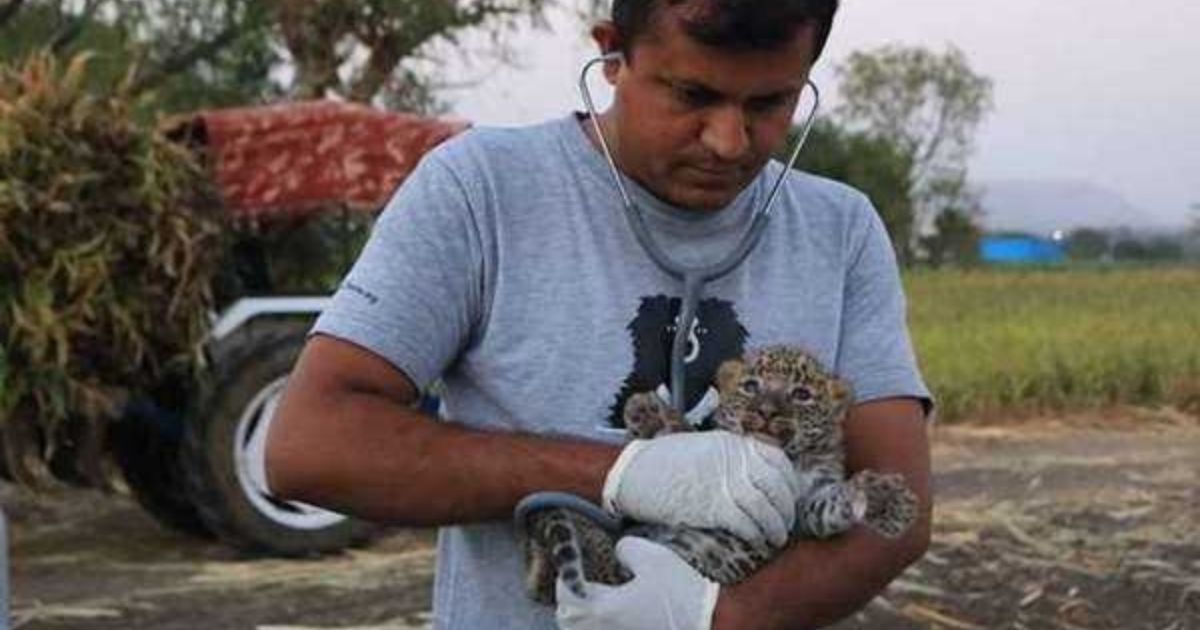 Veterinario assiste cucciolo di leopardo