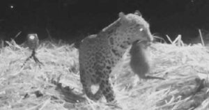 Il ricongiungimento della mamma leopardo e del cucciolo smarrito è qualcosa di dolcissimo (VIDEO)