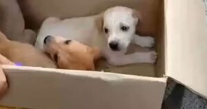 Impossibilitata a muoversi, mamma cagnolina grida impotente per i suoi cuccioli
