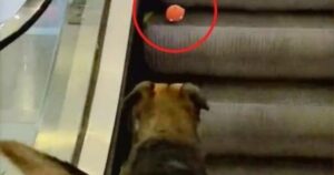 In assenza di una famiglia, un cane randagio gioca con le persone al centro commerciale (VIDEO)