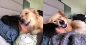 Kiwi il Golden Retriever ha uno strano modo per svegliare la sua proprietaria (VIDEO)