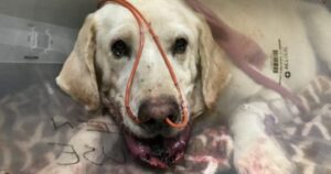 Eroico Labrador Retriever salva il suo proprietario dall’attacco di un serpente a sonagli (VIDEO)