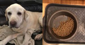 Labrador Retriever lascia ogni giorno metà del suo cibo: quando il suo proprietario scopre il motivo scoppia in lacrime