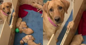 Labrador Retriever mamma è triste poiché i suoi cuccioli non vogliono giocare con lei (VIDEO)
