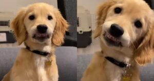 Loni il Golden Retriever mostra il suo sorriso dopo essere andato dal dentista (VIDEO)