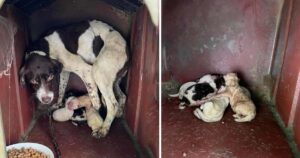 Mamma cagnolina viveva incatenata e, nonostante freddo e pioggia, stava a protezione dei suoi cuccioli (VIDEO)