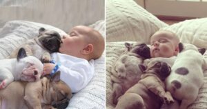 Cani tengono compagnia al bambino a letto