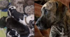 Cagnolina di razza Alano affronta 27 ore di travaglio e dà alla luce un numero impressionante di cuccioli