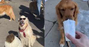 National Golden Retriever Day è un evento straordinario che riempie di gioia il cuore degli amanti dei Golden Retriever (VIDEO)