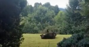 Sembra un orso bruno ma non lo è, si tratta di un incrocio davvero particolare (VIDEO)