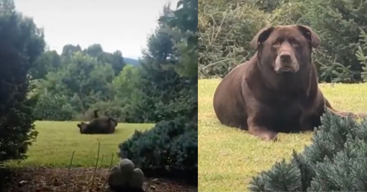 Cane in giardino