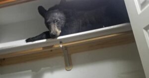 Orso bruno fa irruzione in casa e fa un riposino sull’armadio