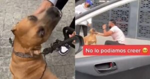 Incontra per caso il suo padrone dopo sei anni: la reazione del cane lascia tutti senza parole (VIDEO)