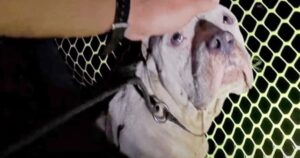 Cagnolina rifiuta i soccorsi temendo che i suoi cuccioli fossero in pericolo (VIDEO)