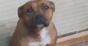 Pitbull cagnolina tiene in grembo 4 gattini appena nati tutti soli (VIDEO)