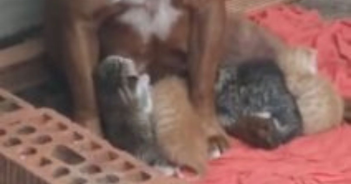 Cuccioli di gatto allattati da Pitbull