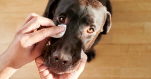 Porta il cane dal veterinario perché ha il raffreddore: quando vede cosa aveva nell’occhio, per poco non sviene