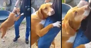 Reporter va al rifugio per fare un servizio, il cagnolino lo abbraccia forte finché non viene adottato (VIDEO)