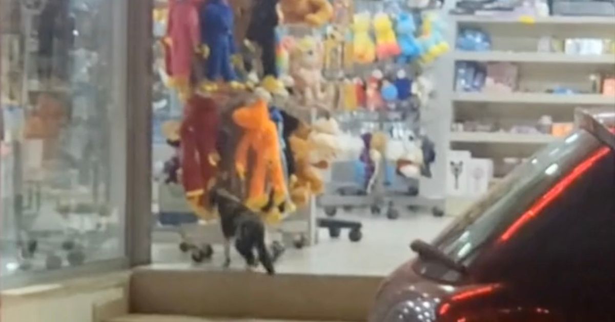 Gatto entra in un negozio di peluche